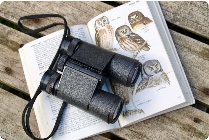 Bird watching is a popular activity for seniors in Sydney